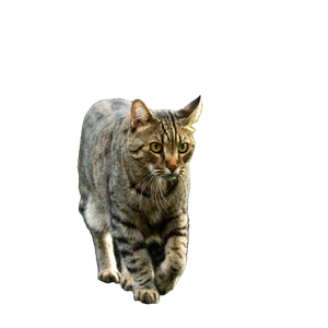 A Focused Tabby Cat Walks Gracefully On A Garden Fence With Lush Green Bushes In The Background. 15735 - Cat PNG image with transparent background